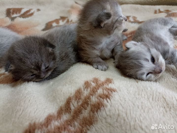 Отдадим котят