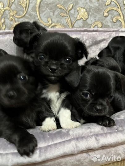 Щенки чихуахуа