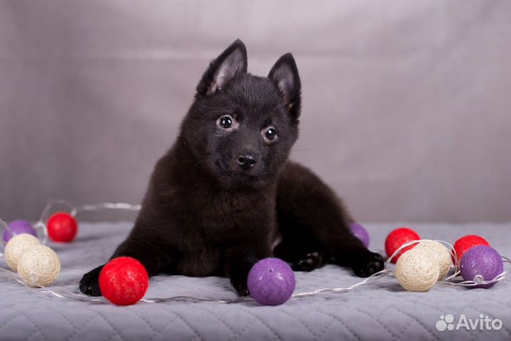 Шипперке щенки