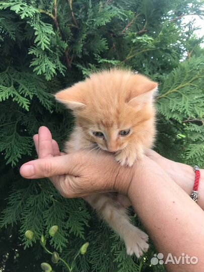 Рыжий котенок (кот) в добрые руки