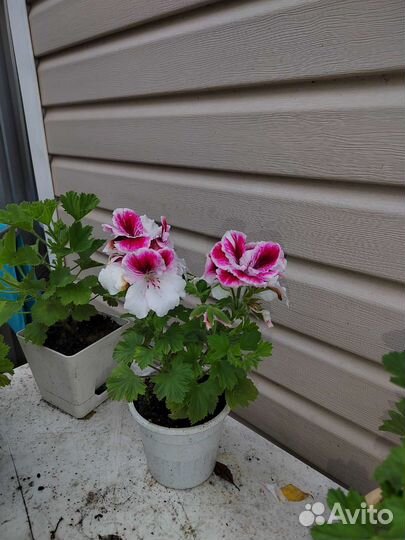 Герань пеларгония королевская