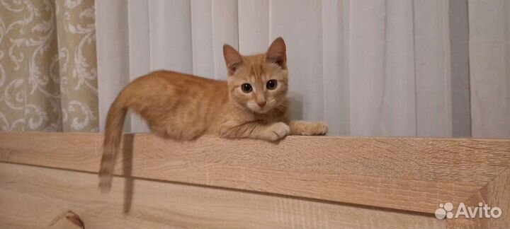 Кошечка рыжая