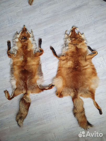 Шкуры рыжей лисы