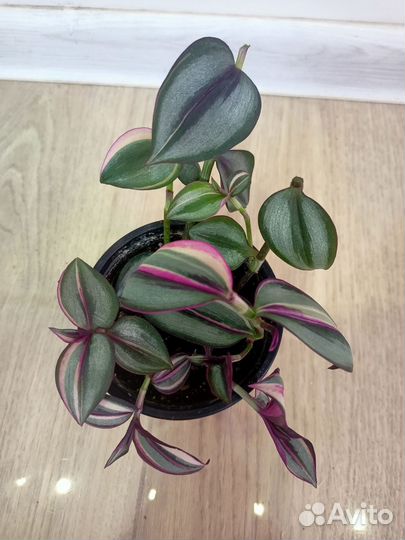 Традесканция