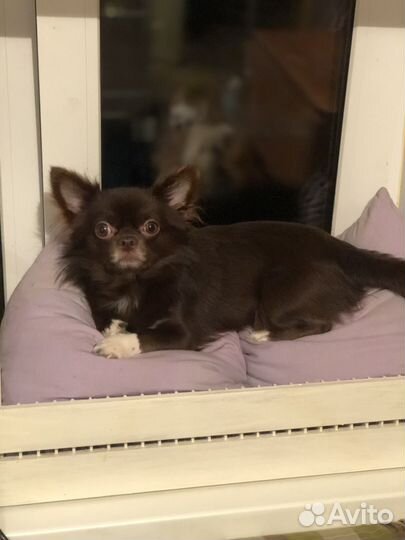 Чихуахуа приглашает на вязку