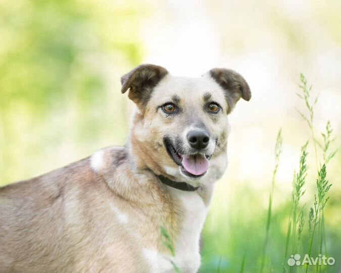 Дина, ей 3 года, стерилизована