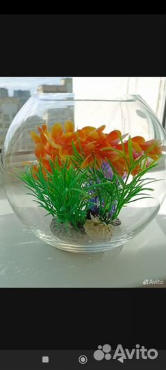 Аквариум шар