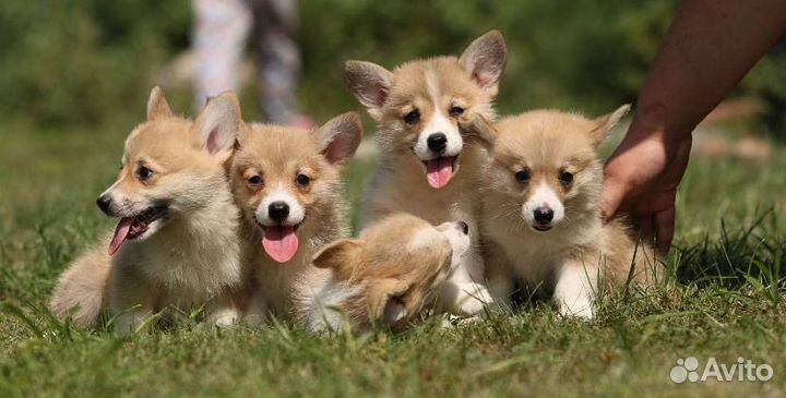 Вельш-корги щенки