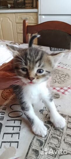 Котята ищут дом