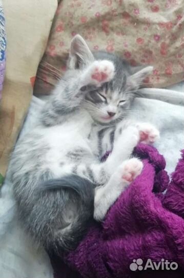 Котята в добрые руки мальчик и девочка