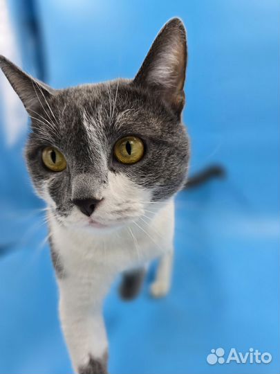 Большой кот Федя в добрые руки