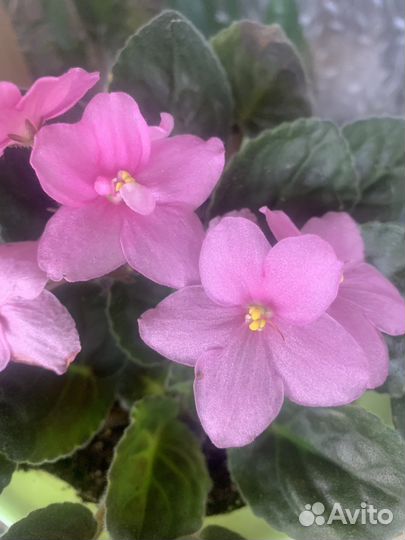 Фиалки цветущие в горшке