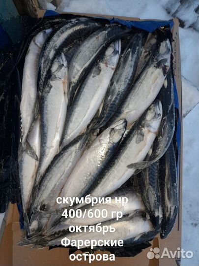 Кижуч пбг свежемороженная (Скумбрия/сельдь/сибас)