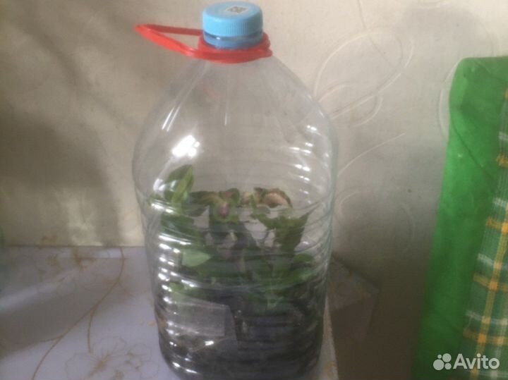 Хлорофитум,герань,традицкннция