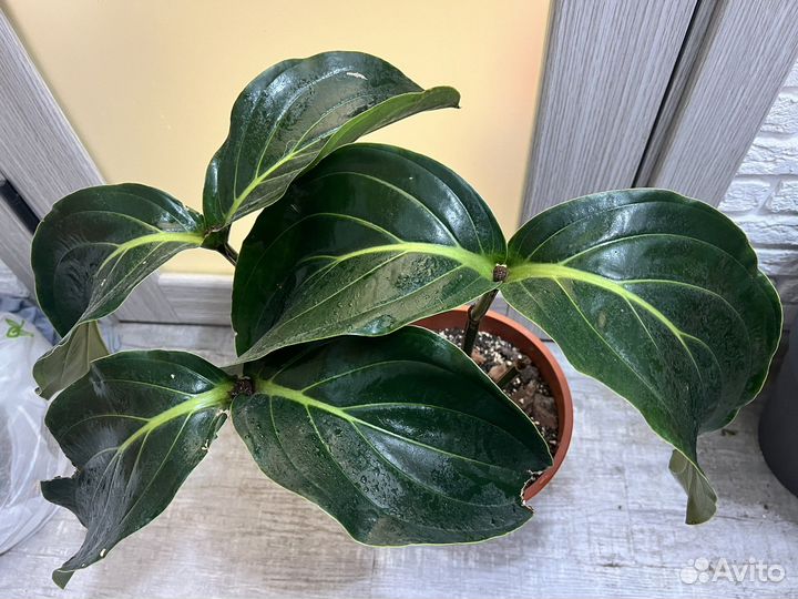 Мединилла Medinilla magnifica