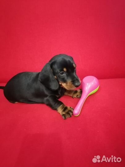 Кроличья такса