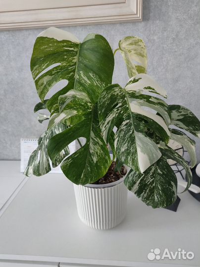 Монстера альба