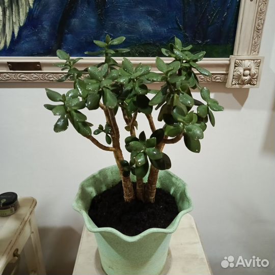 Живое дерево