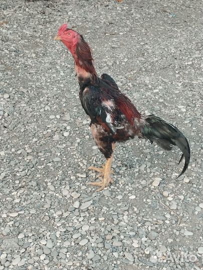Бойцовые петухи