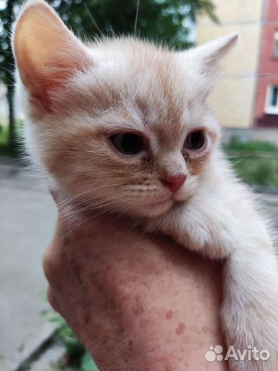 Кот шотландец