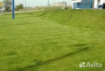 Газон рулонный