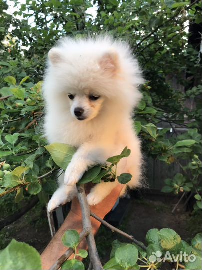 Померанский шпиц