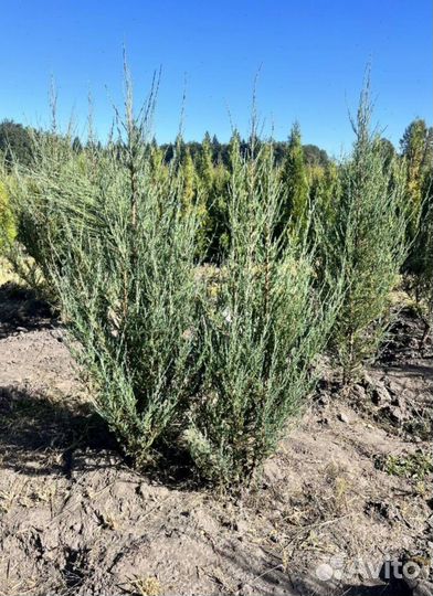 Можжевельник Блю Эрроу для живой изгороди