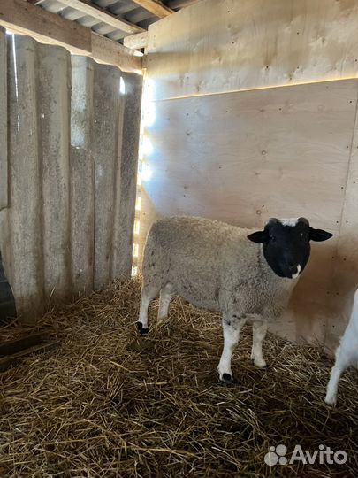 Баранчик дорпер