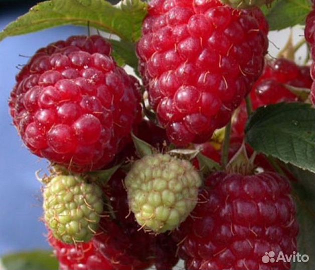 Малина бесшипная