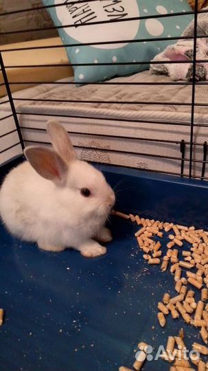 Декоративные кролик
