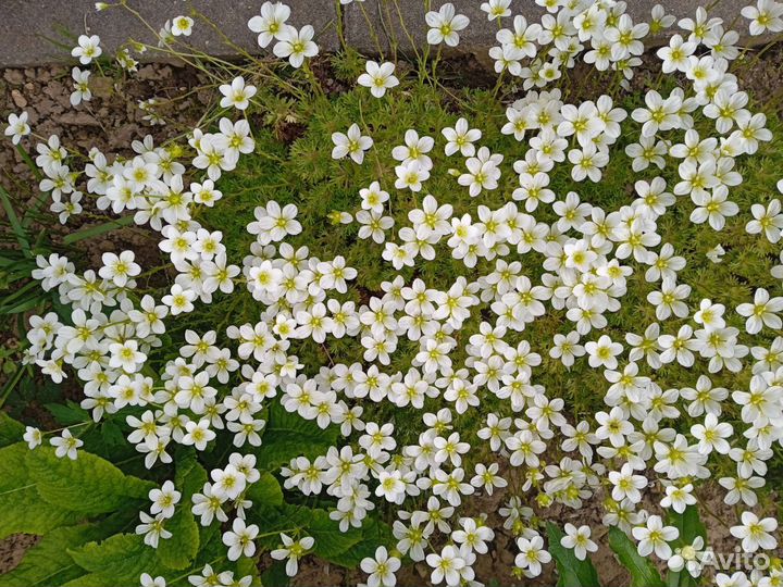 Камнеломка дернистая
