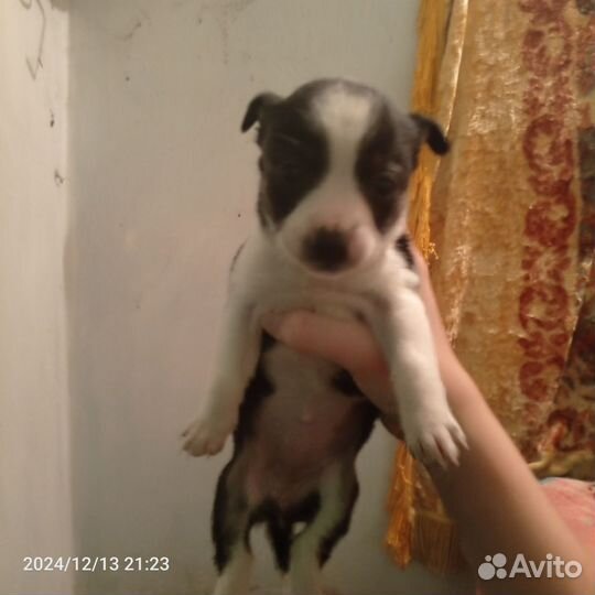 Продам щенят, безпородистых