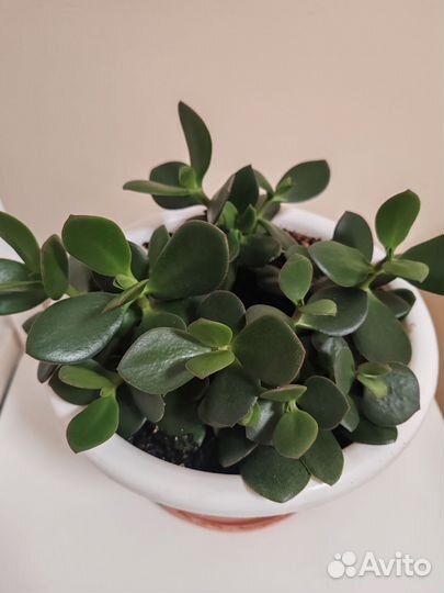 Крассула толстянка