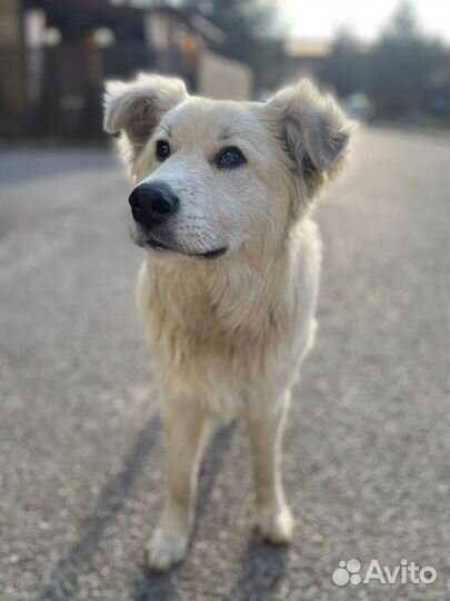 Барс в семью