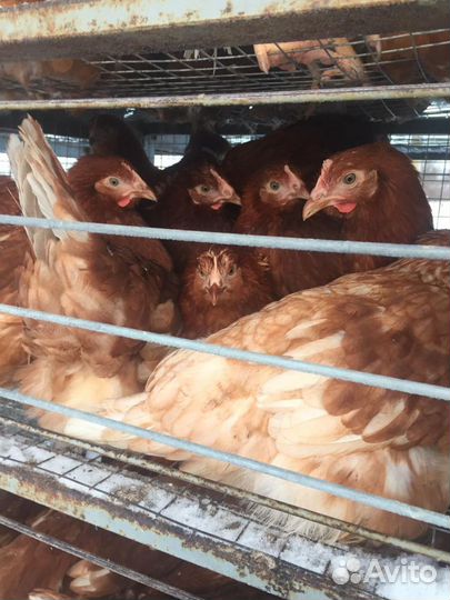 Куры Несушки