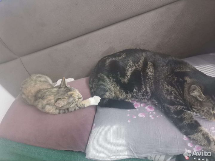 Бусинка ищет свой дом