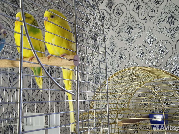 Волнистый попугай