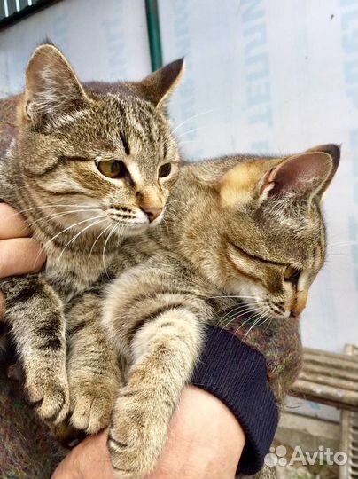 Котята мышеловы