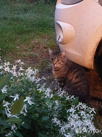 Молодой котик