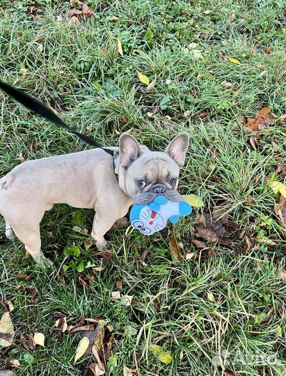 Вязка французский бульдог