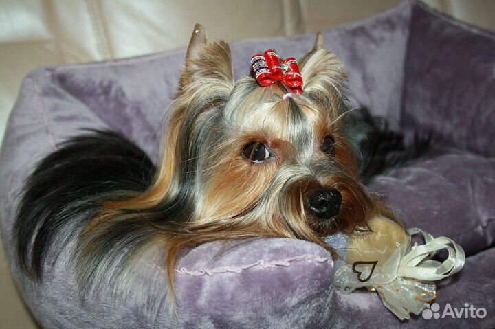 Стрижка собак