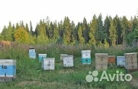 Пчелосемьи