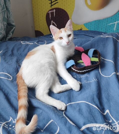 Котик подросток ищет дом