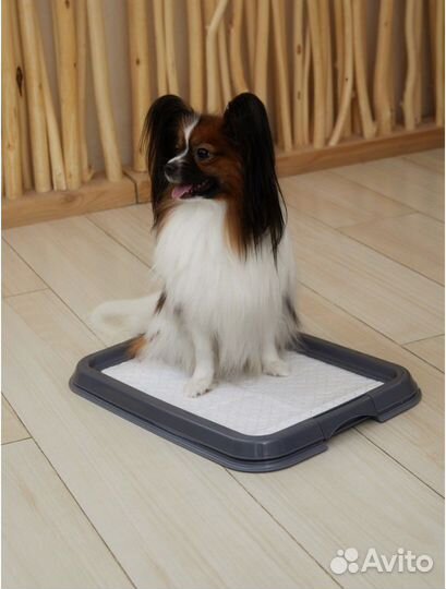 Фотосессия с собакой бабочкой (папийон)