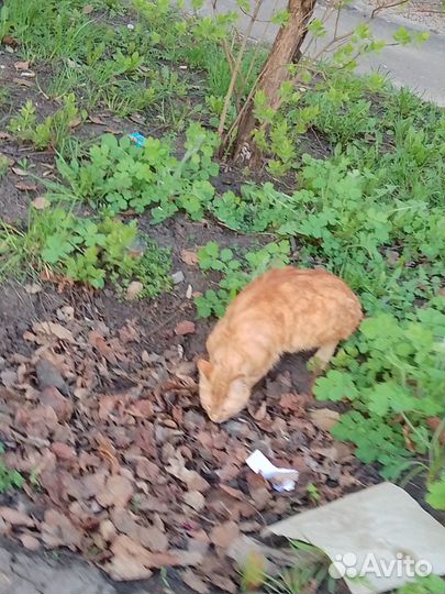 Котик с изюминкой)