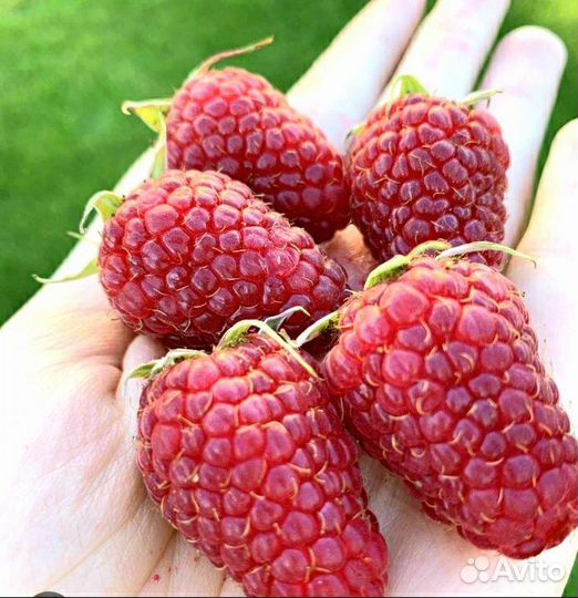 Малина без шипов