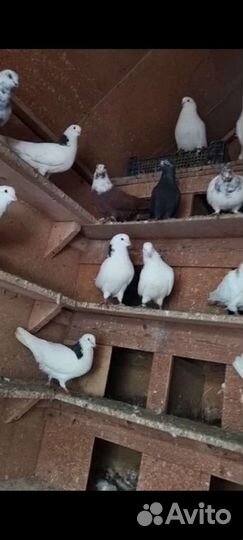Продам голубей породы гривуны