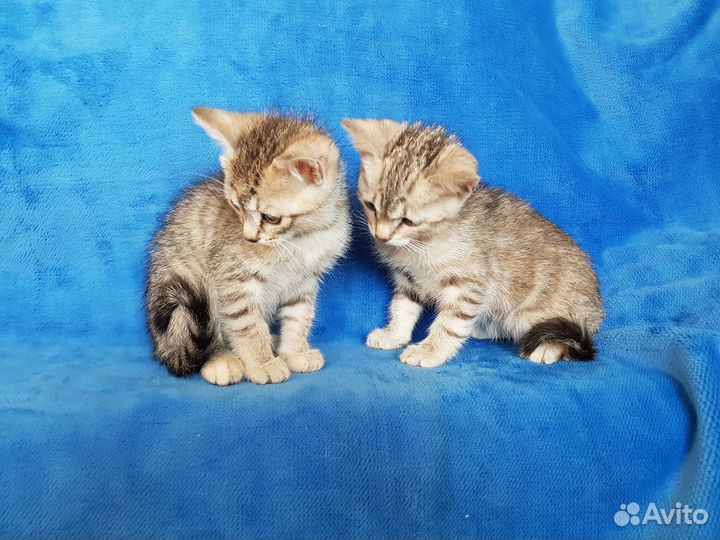 Котята помеси(фенотип Тайской)