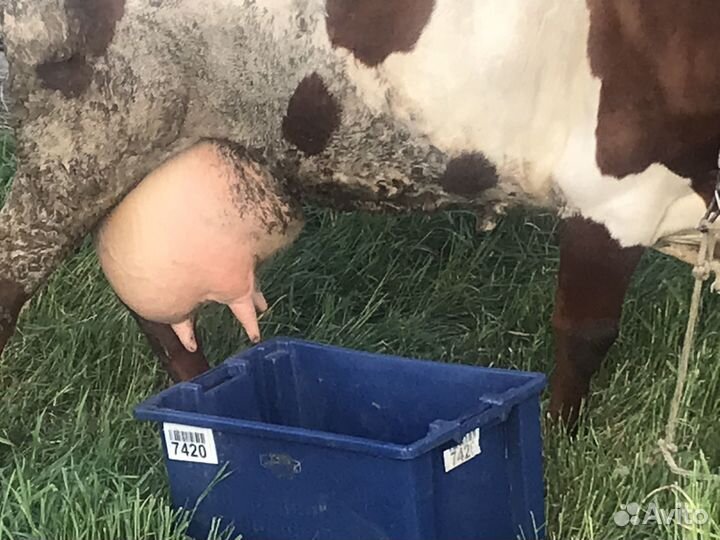 Продажа коров