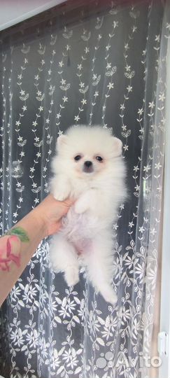 Уфа. Мини шпице -блондики